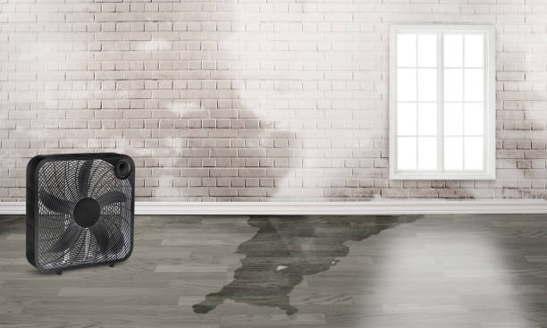 Best Carpet water damage restoration  in Kittitas, WA